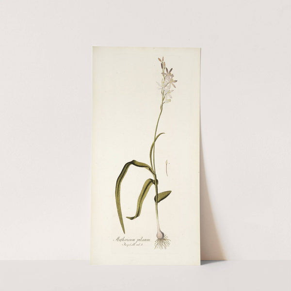 Anthericum pilosum by Nikolaus Joseph Freiherr von Jacquin