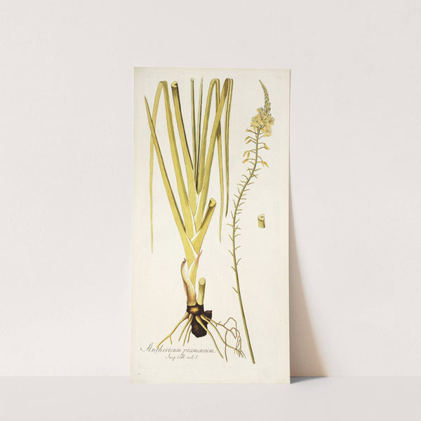Anthericum praemorsum by Nikolaus Joseph Freiherr von Jacquin