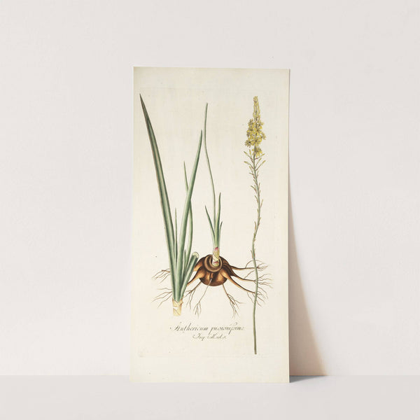 Anthericum pugioniforme by Nikolaus Joseph Freiherr von Jacquin