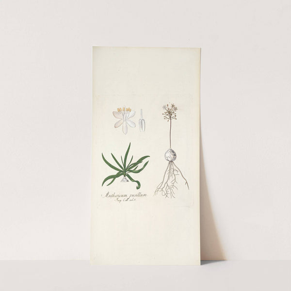 Anthericum pusillum by Nikolaus Joseph Freiherr von Jacquin