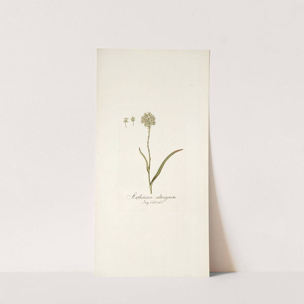 Anthericum subtrigynum by Nikolaus Joseph Freiherr von Jacquin