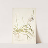 Anthericum undulatum by Nikolaus Joseph Freiherr von Jacquin