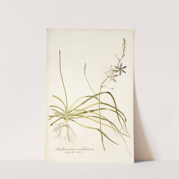 Anthericum undulatum by Nikolaus Joseph Freiherr von Jacquin