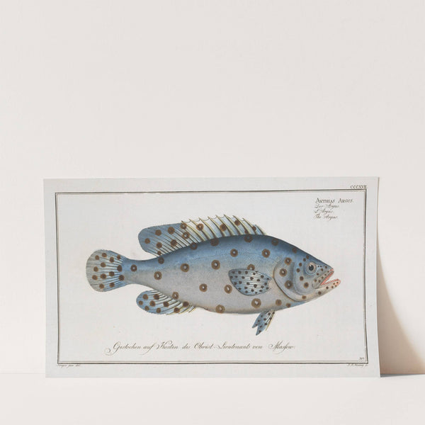 Anthias Argus, The Argus. (1785-1797) by Marcus Elieser Bloch