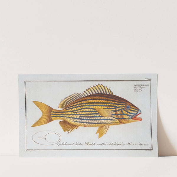 Anthias formosus, The Grunt. (1785-1797) by Marcus Elieser Bloch