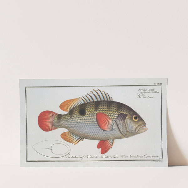 Anthias Johnii, The John’s Grunt. (1785-1797) by Marcus Elieser Bloch