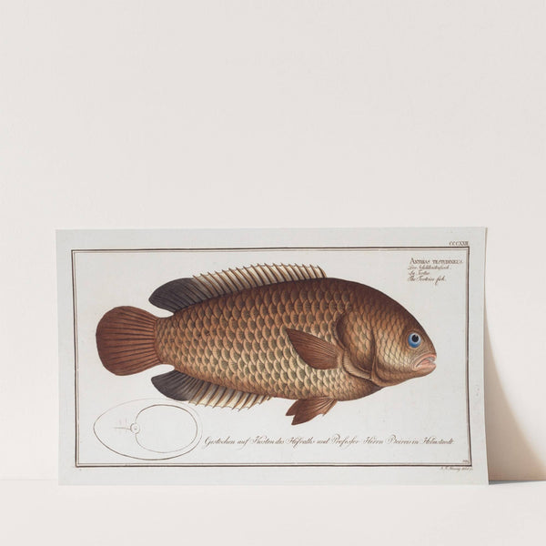 Anthias testudineus, The Tortoise-fish. (1785-1797) by Marcus Elieser Bloch