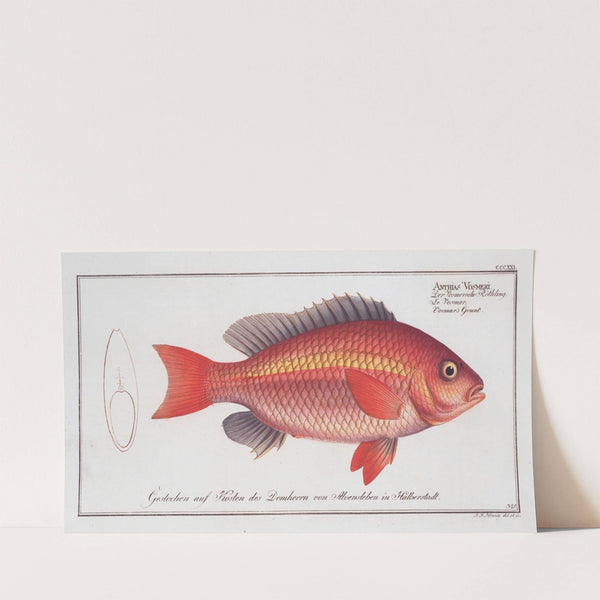 Anthias Vosmeri, Vosmar’s Grunt. (1785-1797) by Marcus Elieser Bloch