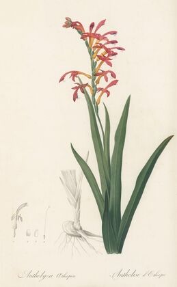 Antholyza aethiopica (1802-1816)