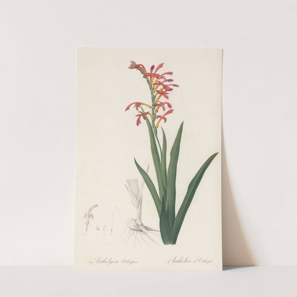 Antholyza aethiopica (1802-1816) by Pierre Joseph Redouté