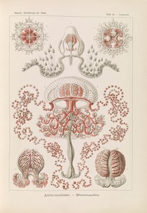 Anthomedusae. – Blumenquallen
