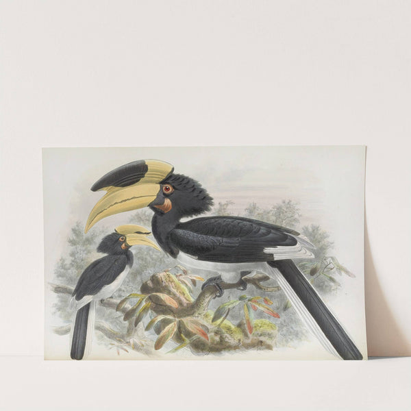 Anthracoceros coronatus by Daniel Giraud Elliot