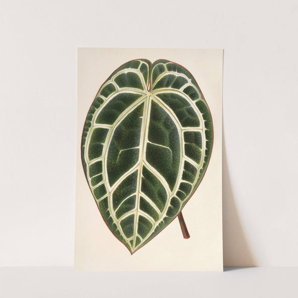 Anthurium crystallinum by Charles Antoine Lemaire