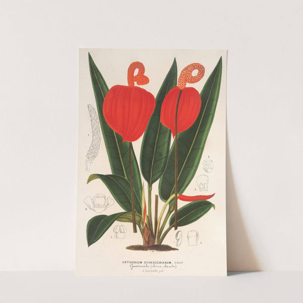 Anthurium Scherzerianum by Charles Antoine Lemaire