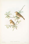 Anthus arboreus. Tree-Pipit. (1862-1873)
