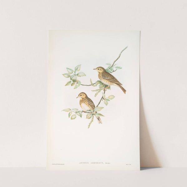 Anthus arboreus. Tree-Pipit. (1862-1873) by John Gould