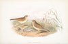 Anthus campestris. Tawny Pipit. (1862-1873)