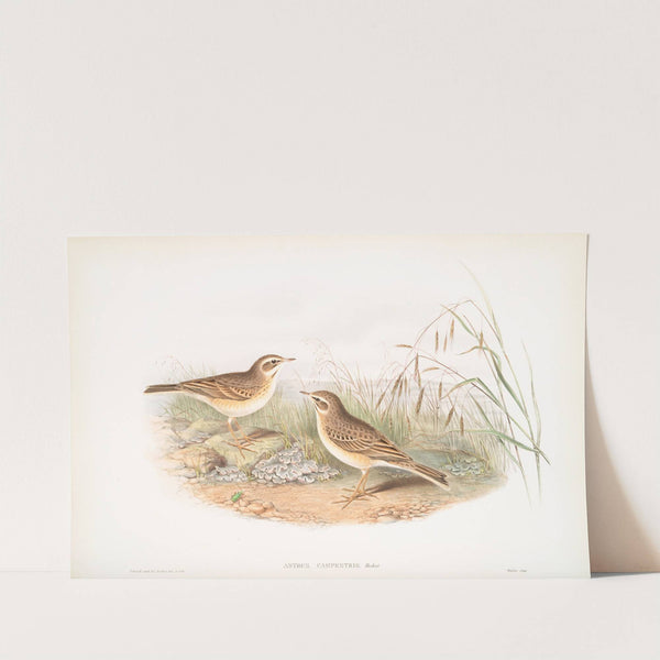 Anthus campestris. Tawny Pipit. (1862-1873) by John Gould