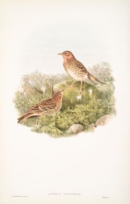 Anthus cervinus. Red-throated Pipit. (1862-1873)