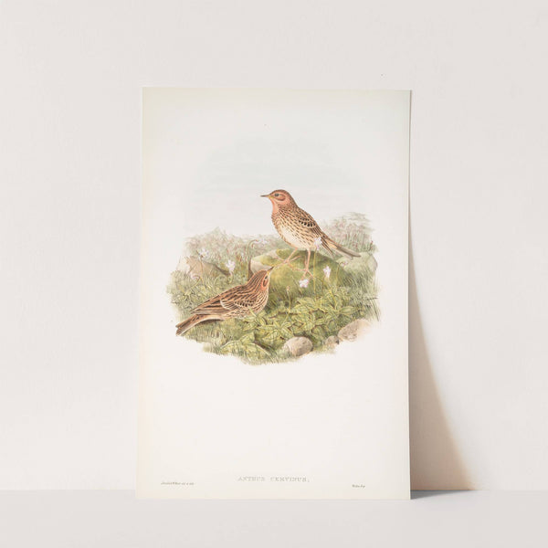 Anthus cervinus. Red-throated Pipit. (1862-1873) by John Gould