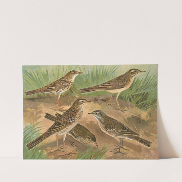 Anthus obscurus, Gustavi Swinhoe, campestris, spipoletta, Richardi by Johann Friedrich Naumann