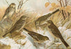 Anthus pratensis, cervinus, spipoletta, obscurus
