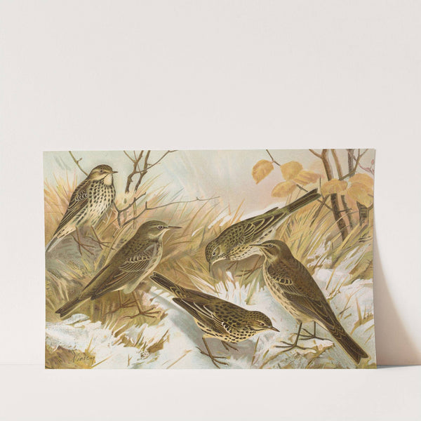 Anthus pratensis, cervinus, spipoletta, obscurus by Johann Friedrich Naumann