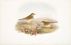 Anthus pratensis. Meadow-Pipit, or Titlark. (1862-1873)