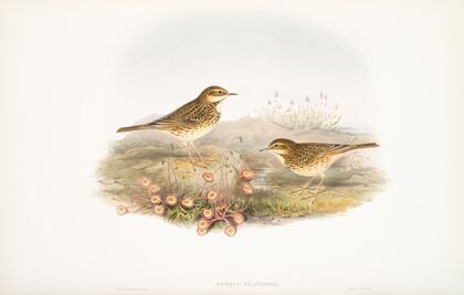 Anthus pratensis. Meadow-Pipit, or Titlark. (1862-1873)