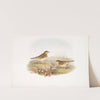Anthus pratensis. Meadow-Pipit, or Titlark. (1862-1873) by John Gould