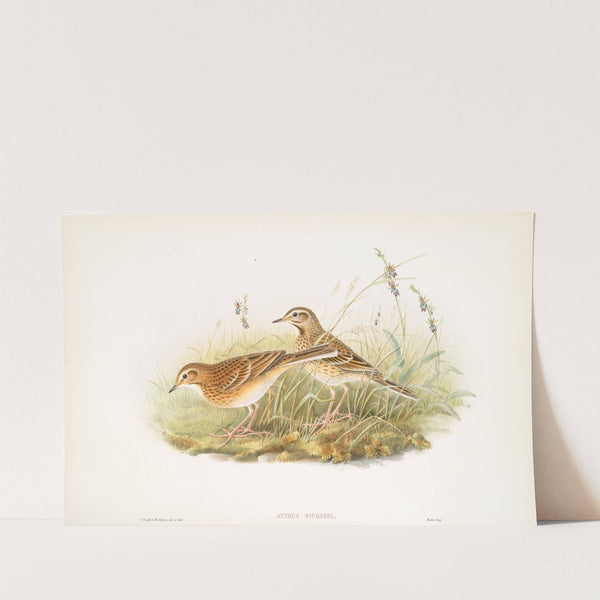 Anthus Richardi. Richard’s Pipit. (1862-1873) by John Gould