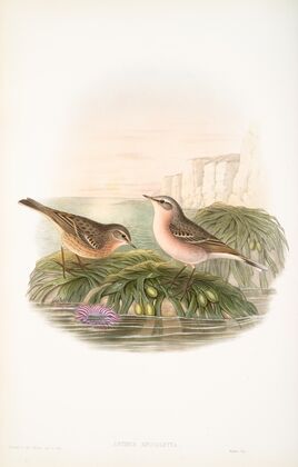 Anthus spinoletta. Vinous Pipit. (1862-1873)