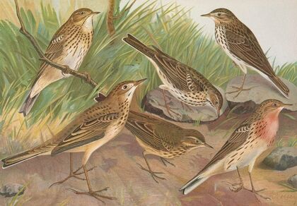 Anthus trivialis, pratensis, Richardi Vieillot, cervinus, pensilvanicus