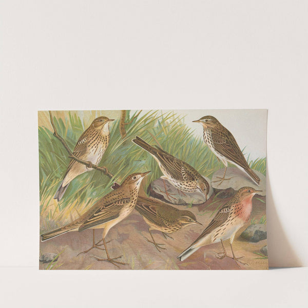 Anthus trivialis, pratensis, Richardi Vieillot, cervinus, pensilvanicus by Johann Friedrich Naumann