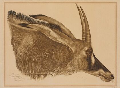 Antilope Hippotrague (1925)