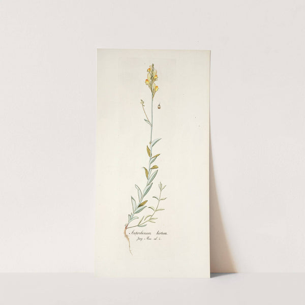 Antirrhinum hirtum by Nikolaus Joseph Freiherr von Jacquin