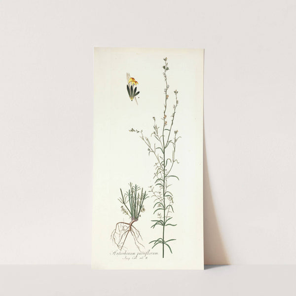 Antirrhinum parviflorum by Nikolaus Joseph Freiherr von Jacquin