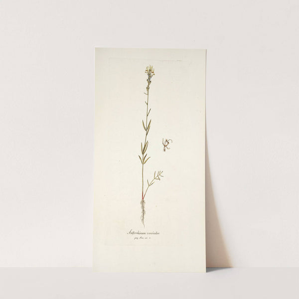 Antirrhinum versicolor by Nikolaus Joseph Freiherr von Jacquin