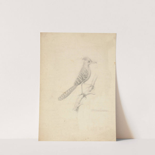 Antshrike by James Sowerby