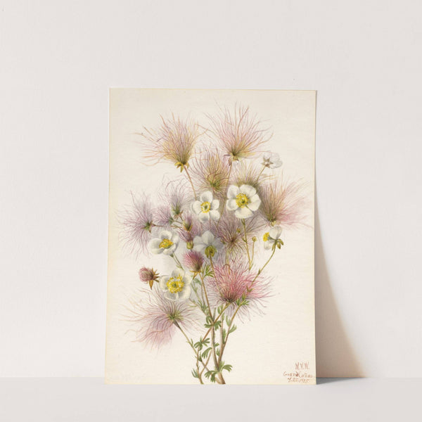 Apache Plume (Fallugia paradoxa) (1935) by Mary Vaux Walcott