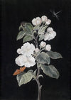 Apfelblüten