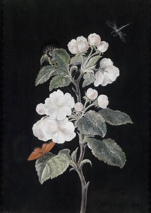 Apfelblüten