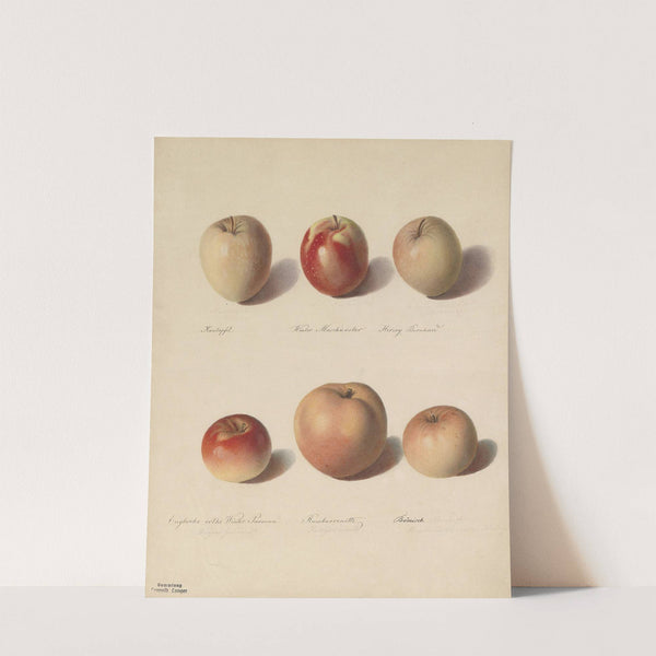 Apfelsorten by Sebastian Wegmayr