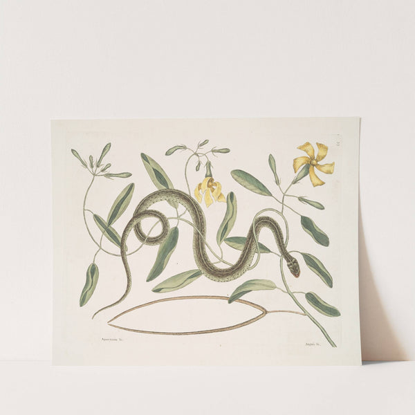 Apocynum &c.; Angis viridis maculatus, The Green-Spotted Snake. by Mark Catesby