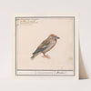 Appelvink (Coccothraustes coccothraustes) (1596-1610) by Anselmus Boëtius de Boodt