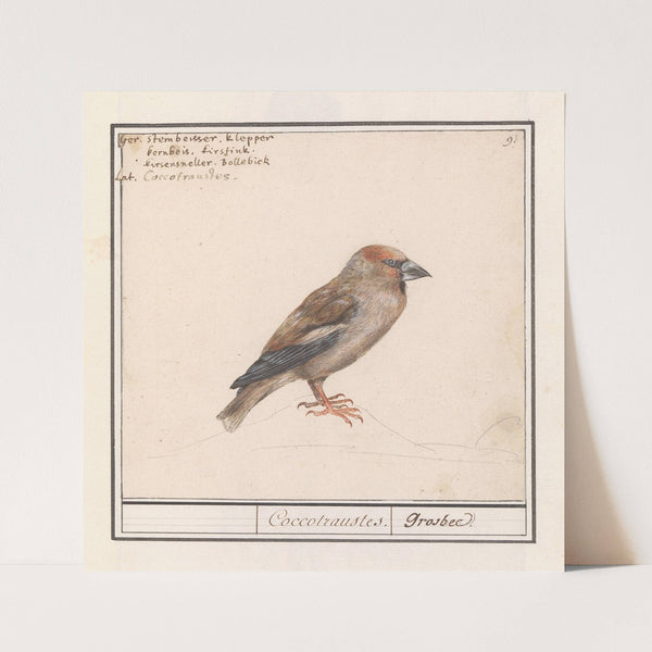 Appelvink (Coccothraustes coccothraustes) (1596-1610) by Anselmus Boëtius de Boodt