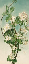 Apple Blossoms