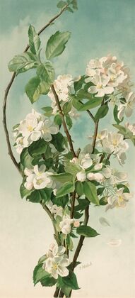 Apple Blossoms