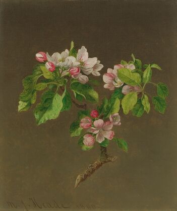 Apple Blossoms
