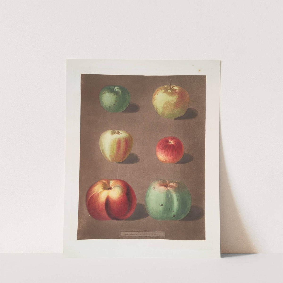 Apples (French crab, Mincham’s crab, Cockagee, Red streak, Holland berry and the New Town pippin varities). (1812) by George Brookshaw